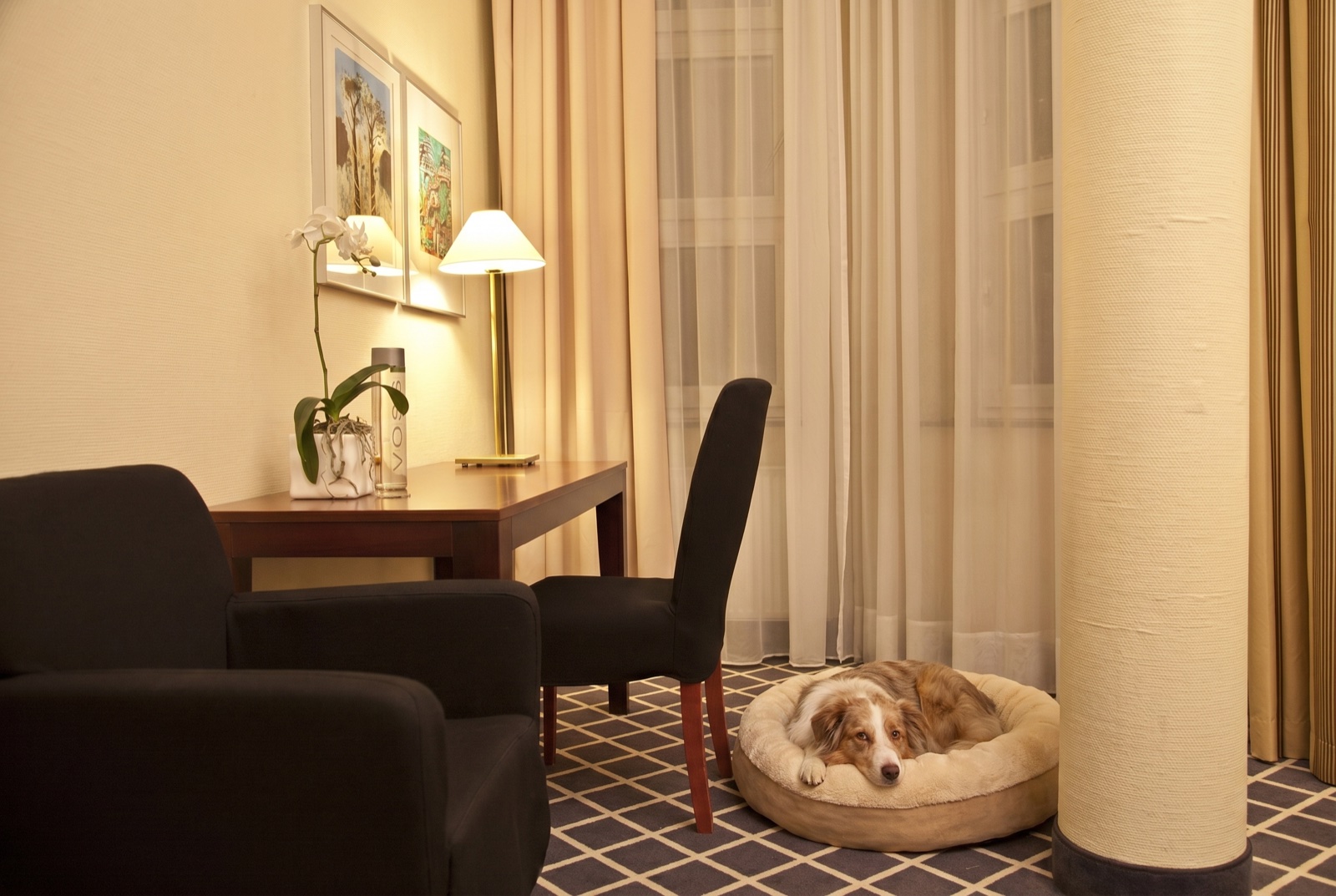 Australian Shepherd liegt entspannt in einem Hundebett neben Säule und Schreibtisch im Hotelzimmer