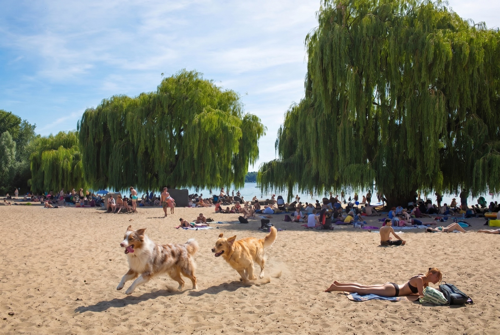 Wannsee & Strandbad — Hund am See · Sandstrand · Sommer